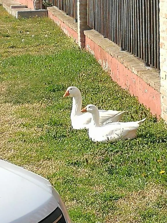 컨트리하우스 Agriturismo La Fattoria Del Boschetto 폰타넬라토 이탈리아
